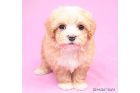 成約済の東京都のマルプー:マルチーズ×トイプードル-189235の1枚目